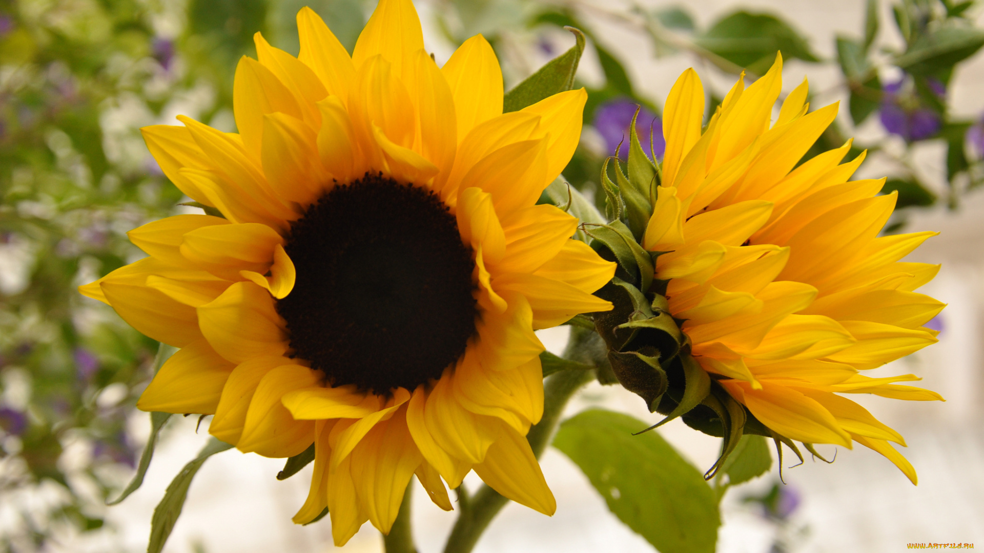 sunflower, цветы, подсолнухи, листья, корзинки