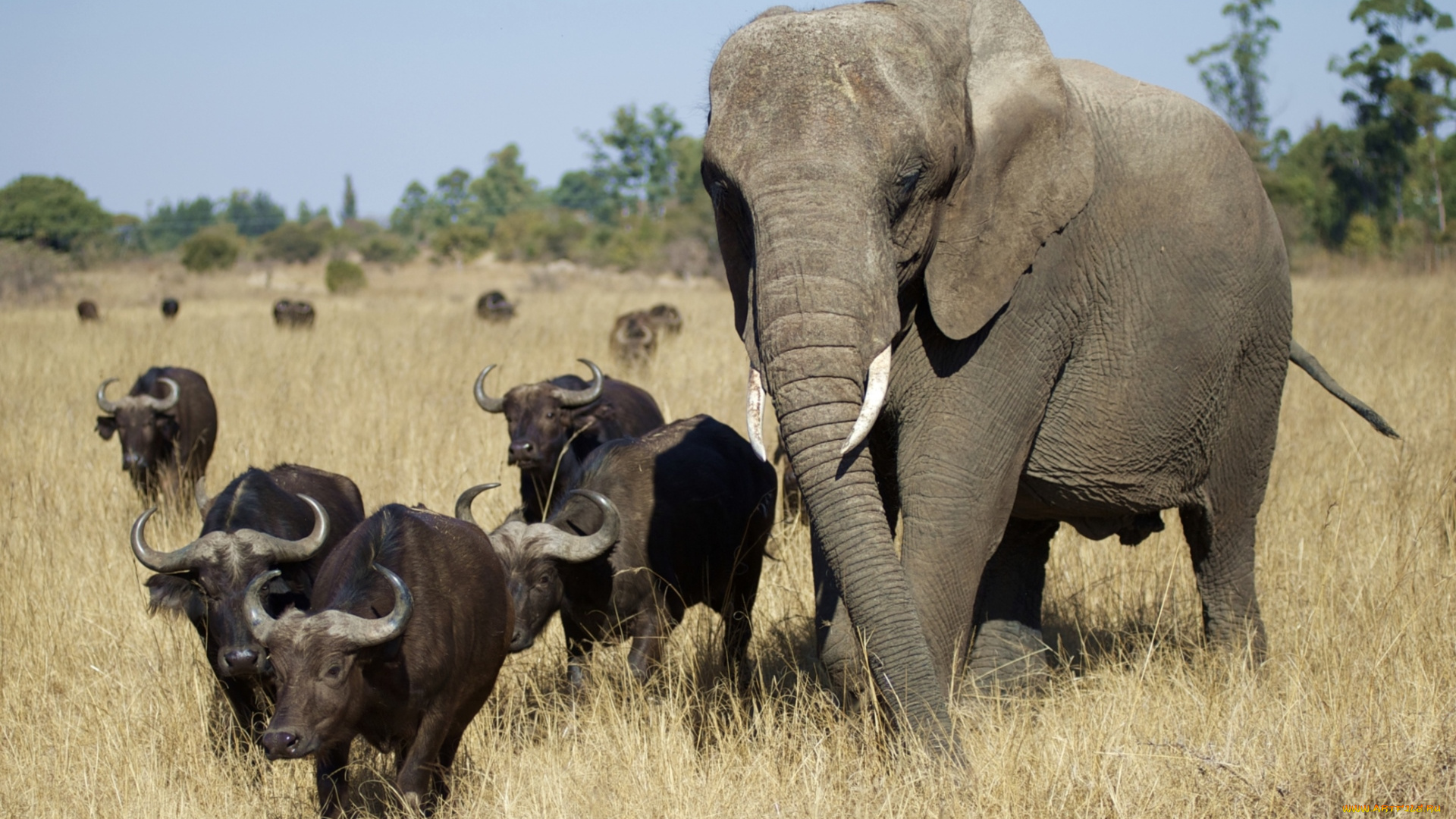 животные, разные, вместе, слон, буйволы