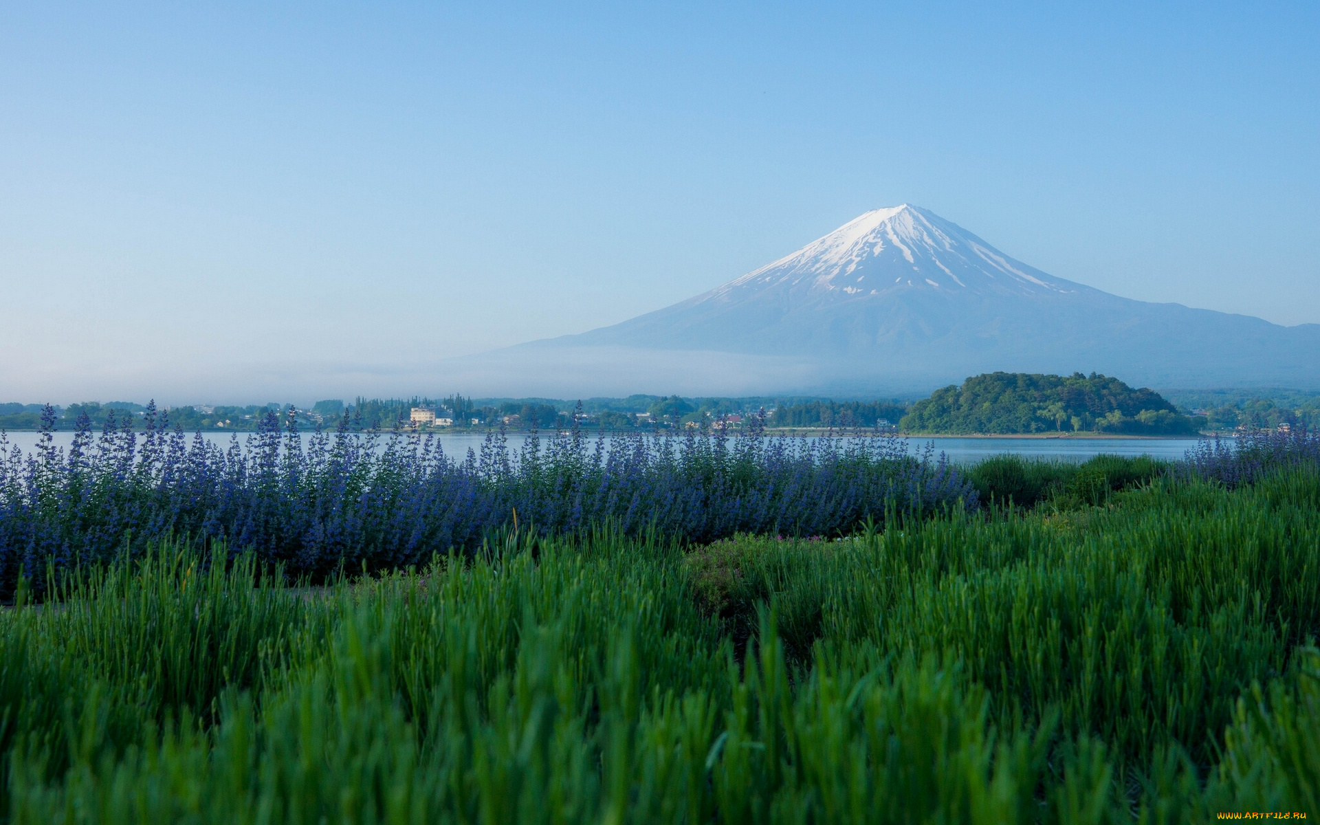 mount, fuji, lake, kawaguchi, japan, природа, горы, озеро, кавагути, фудзияма, фудзи, Япония, вулкан, лаванда, луг