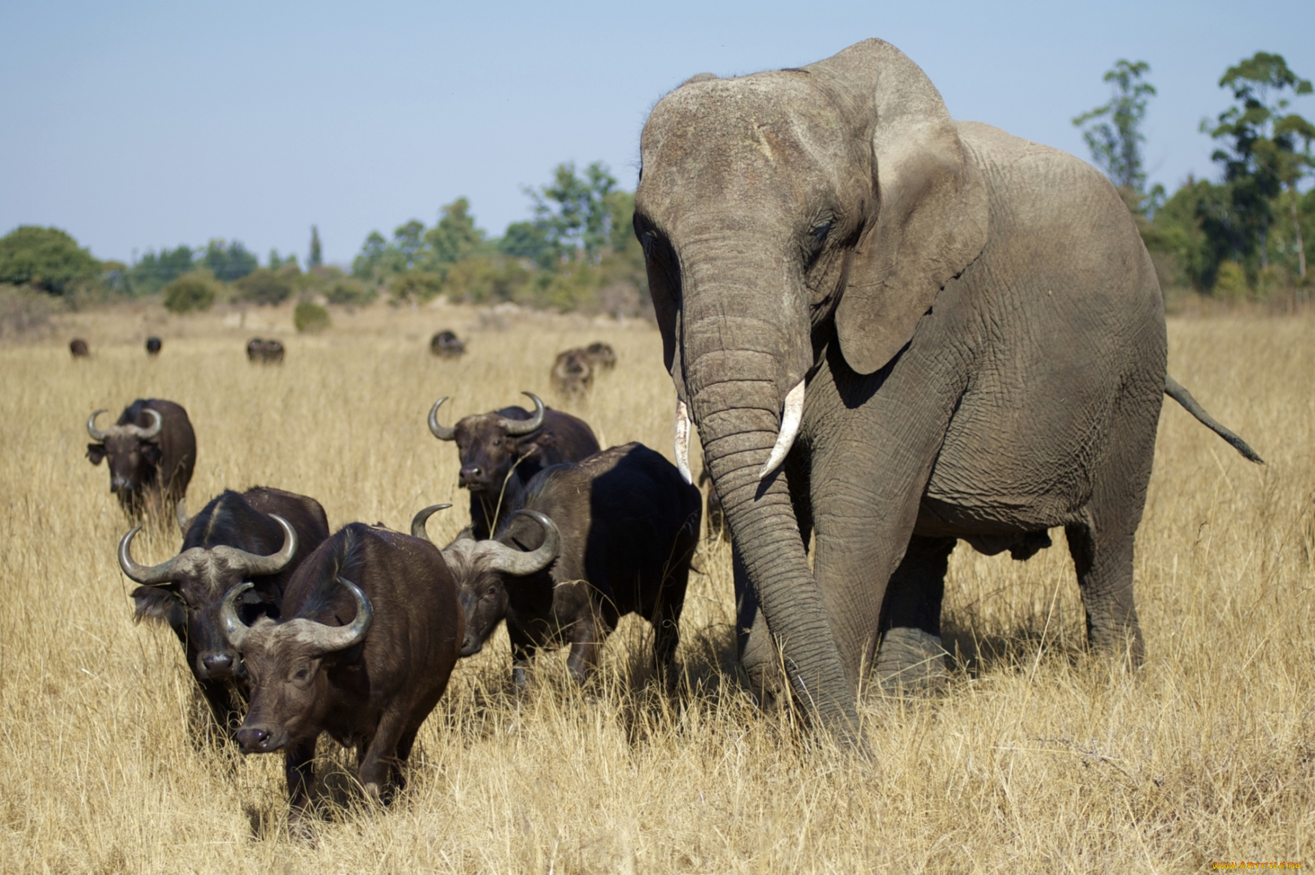 животные, разные, вместе, слон, буйволы