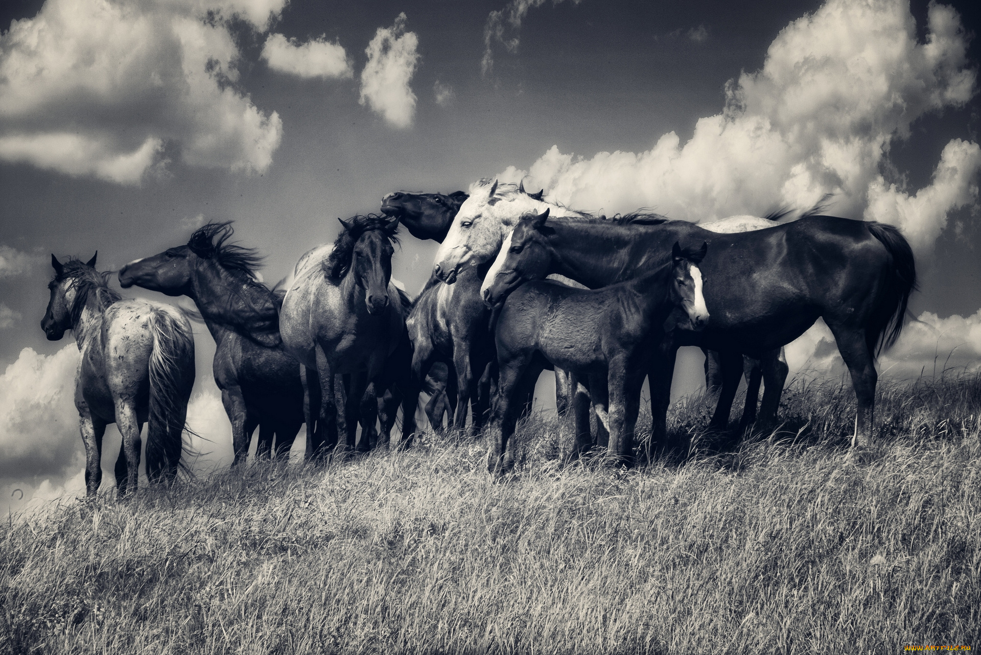 животные, лошади, кони, табун, луг, облака, чёрно-белая
