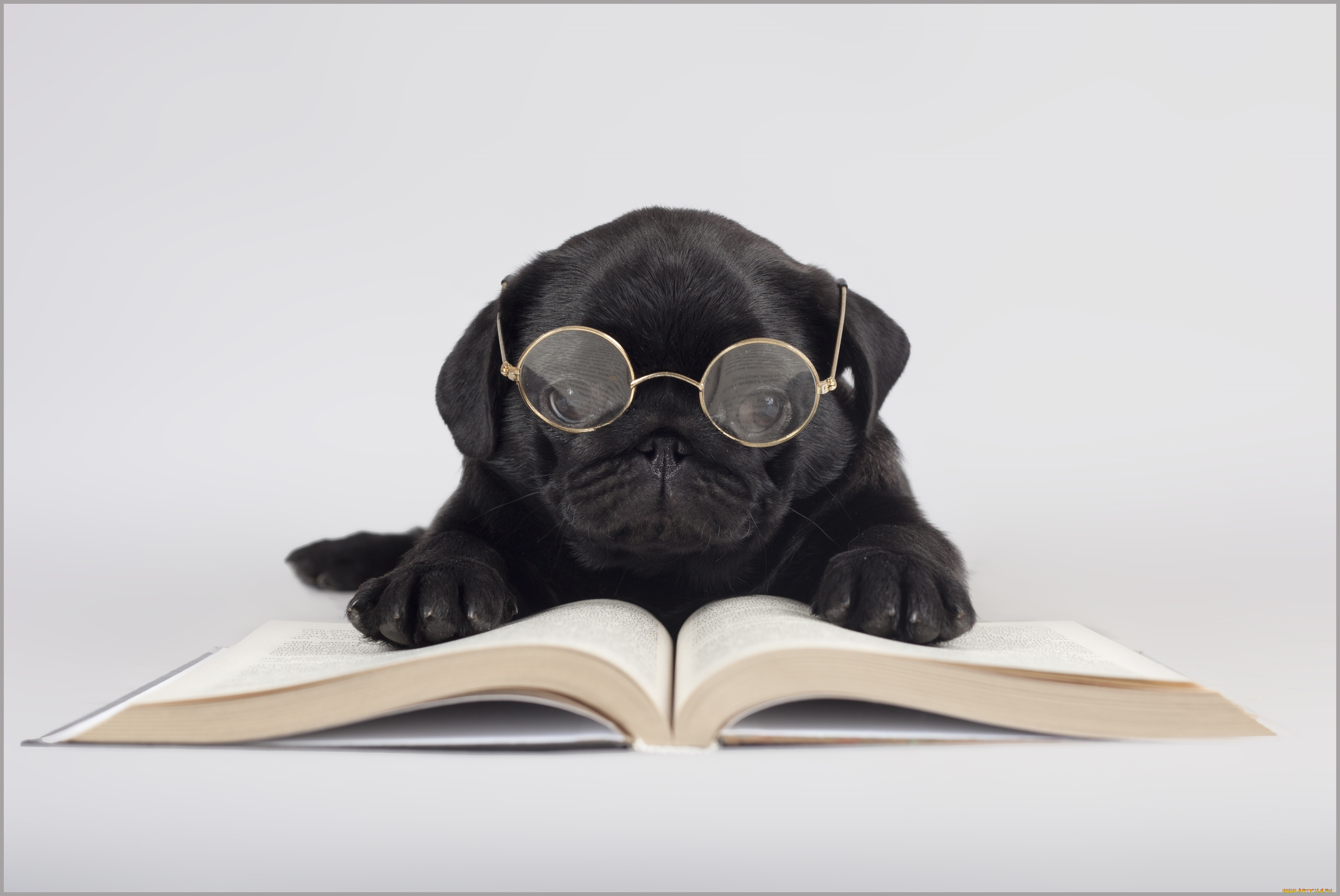 животные, собаки, очки, книги