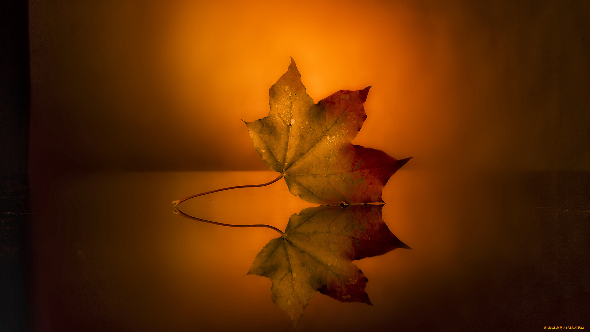 природа, листья, капли, осень, кленовый, лист, отражение