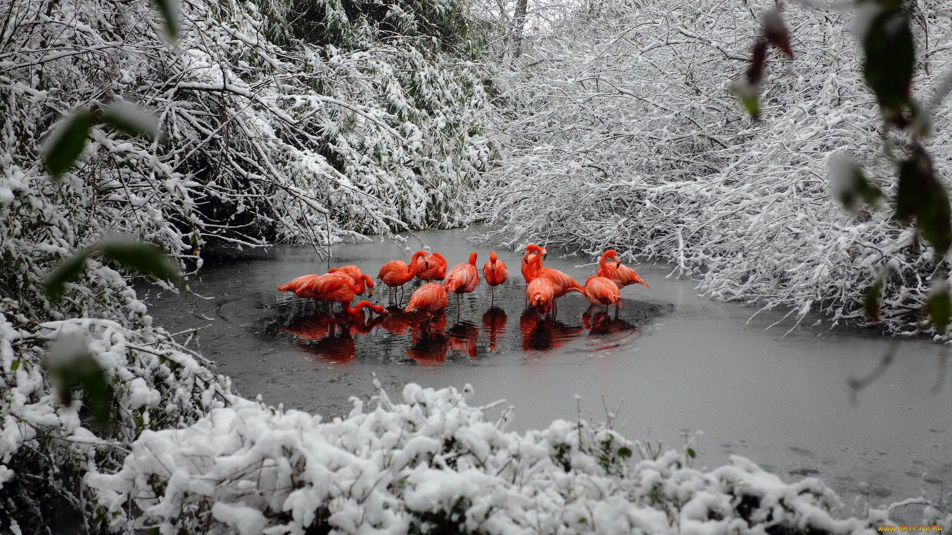 животные, фламинго, снег, лес, зима, озеро