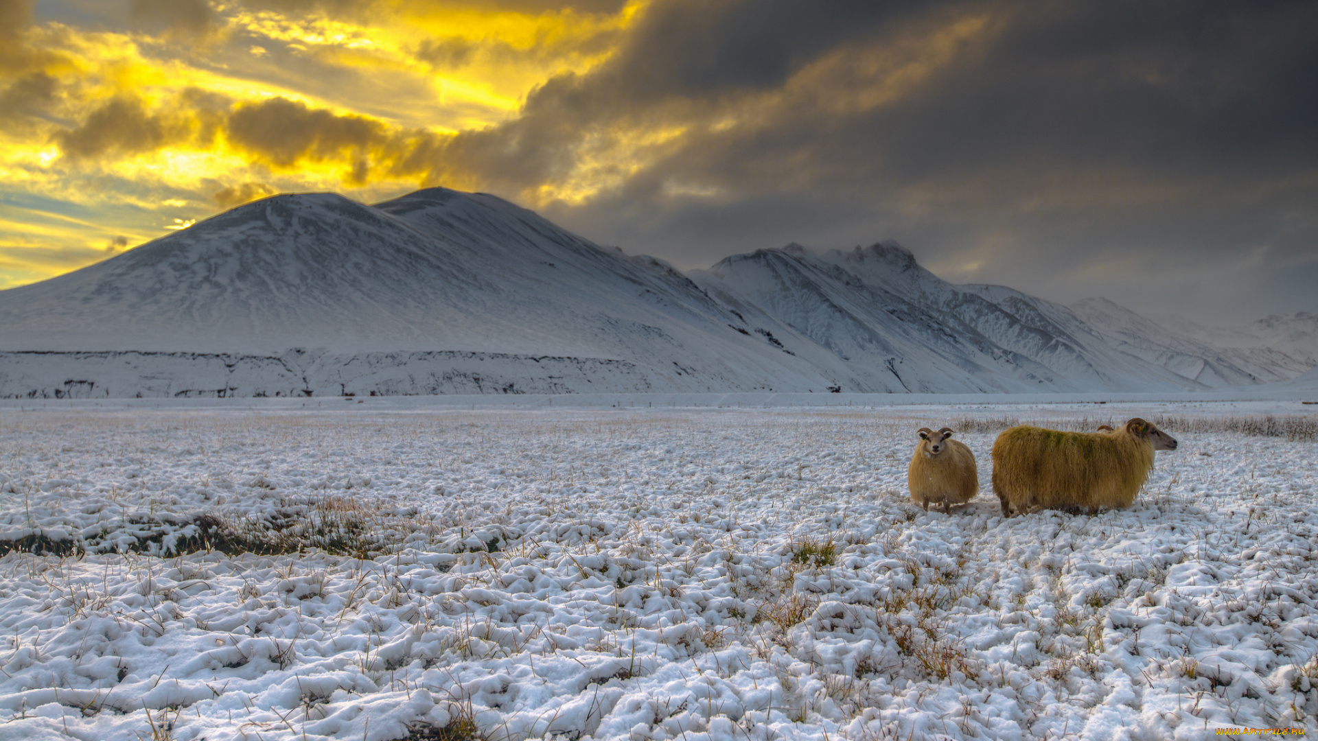 животные, козы, снег, высокогорье, исландия, ландманналейгар