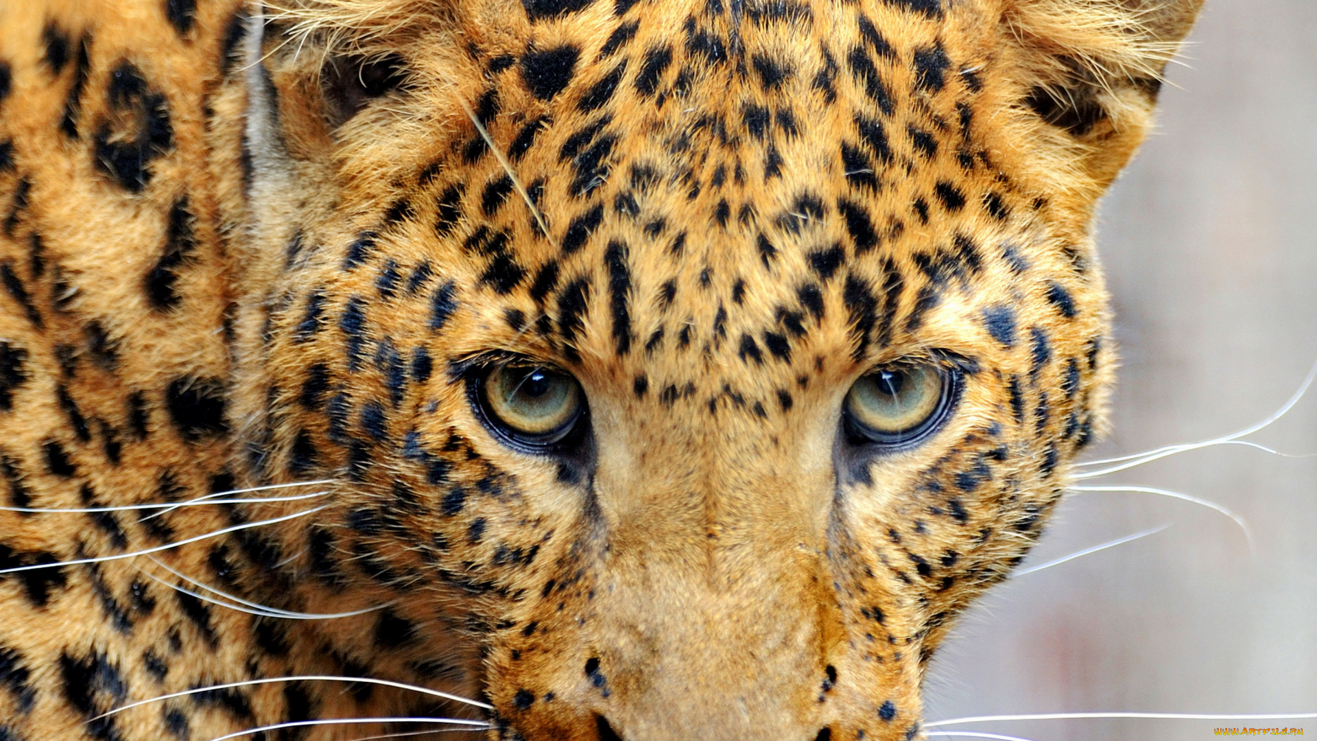 животные, леопарды, кошки, морда, леопард, leopard