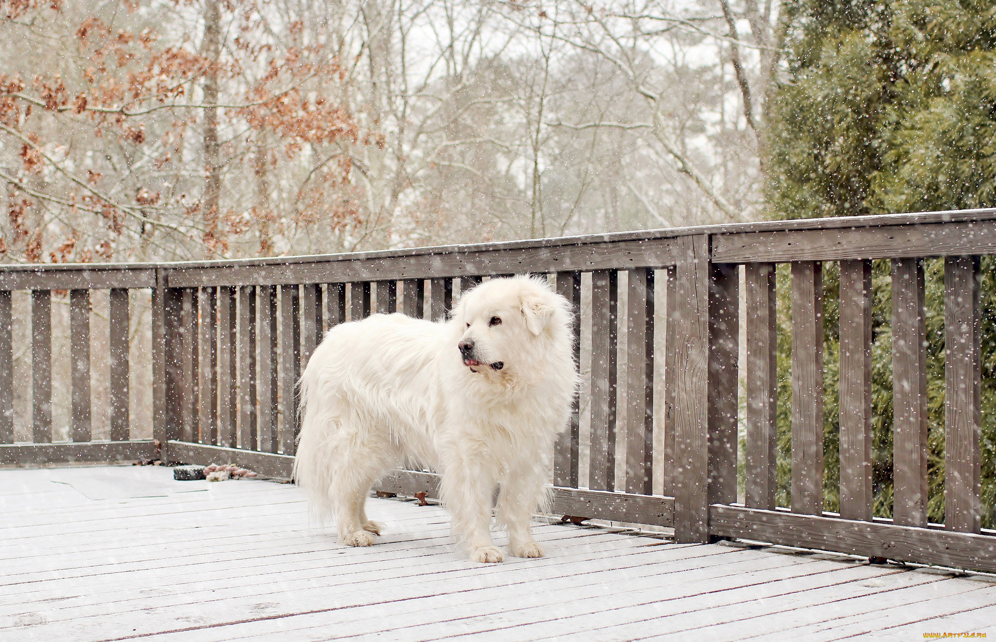 животные, собаки, снег, деревья, ограда, зима, забор, собака, белая