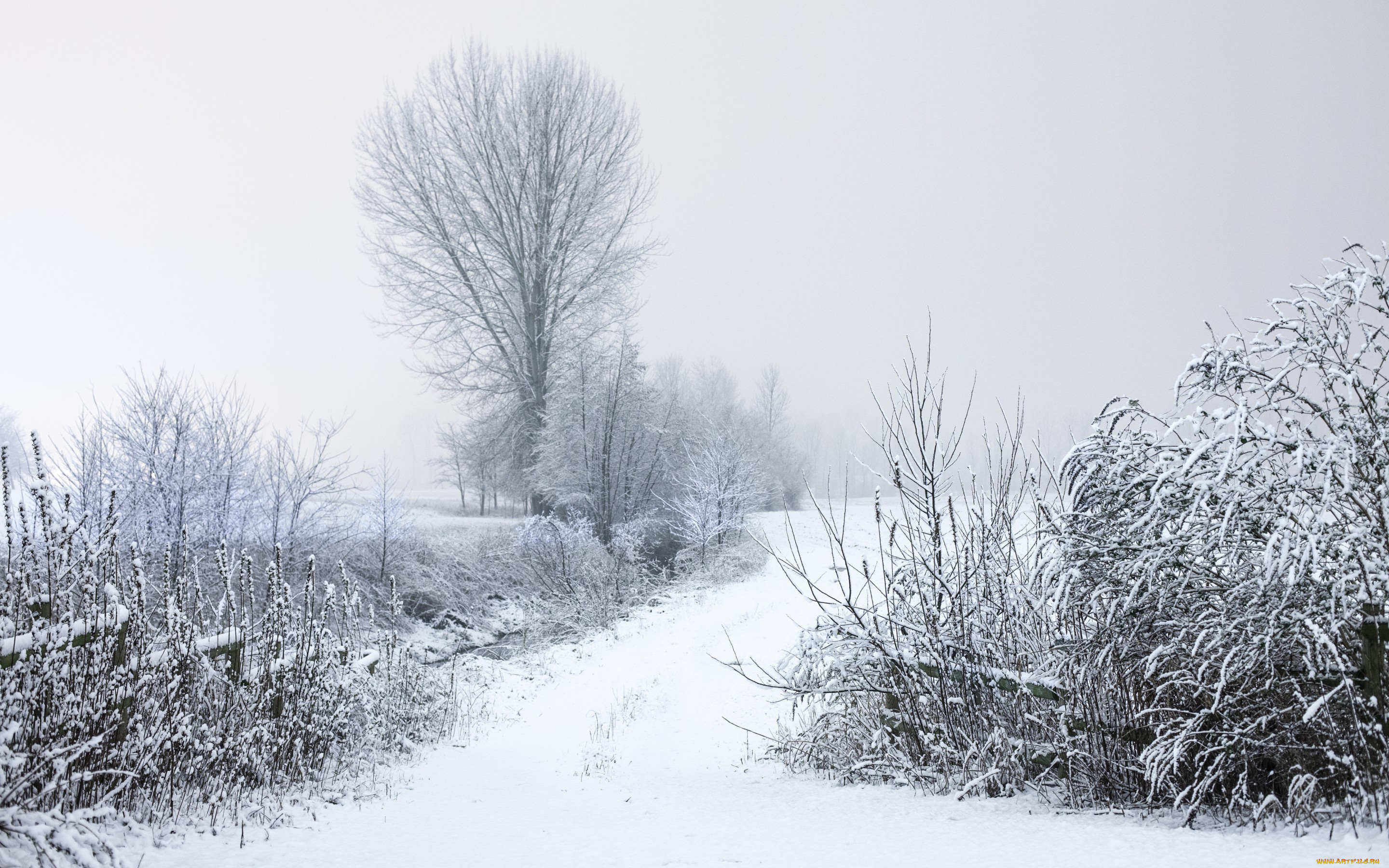 природа, зима, кусты, деревья, дорога, снег, ветки