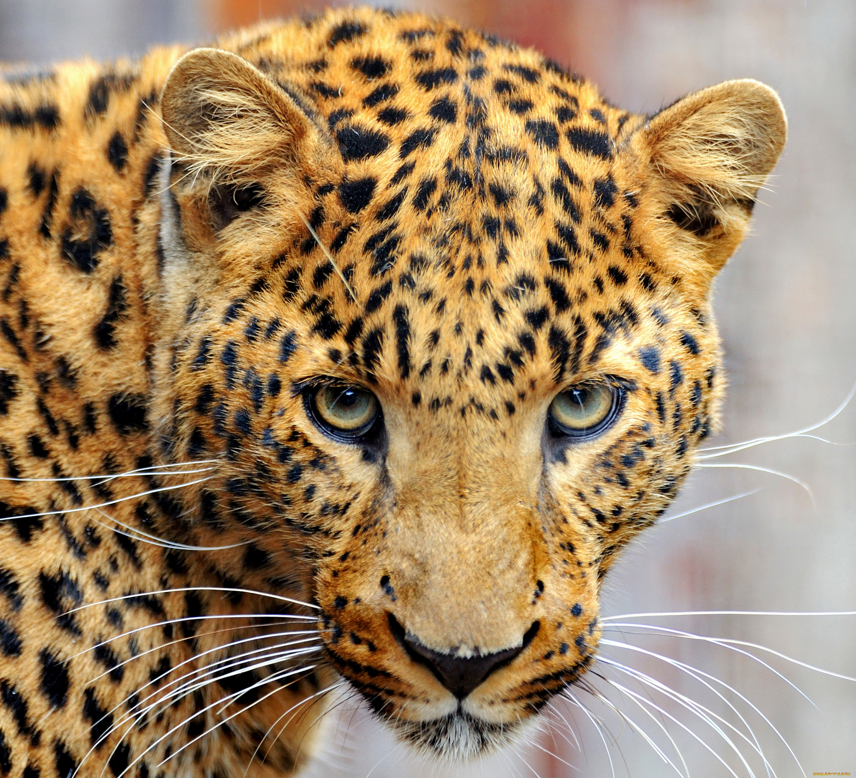 животные, леопарды, кошки, морда, леопард, leopard