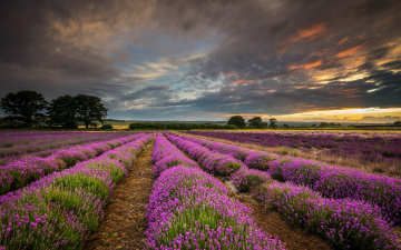 Картинка природа поля закат облака лаванда поле великобритания графство хэмпшир англия