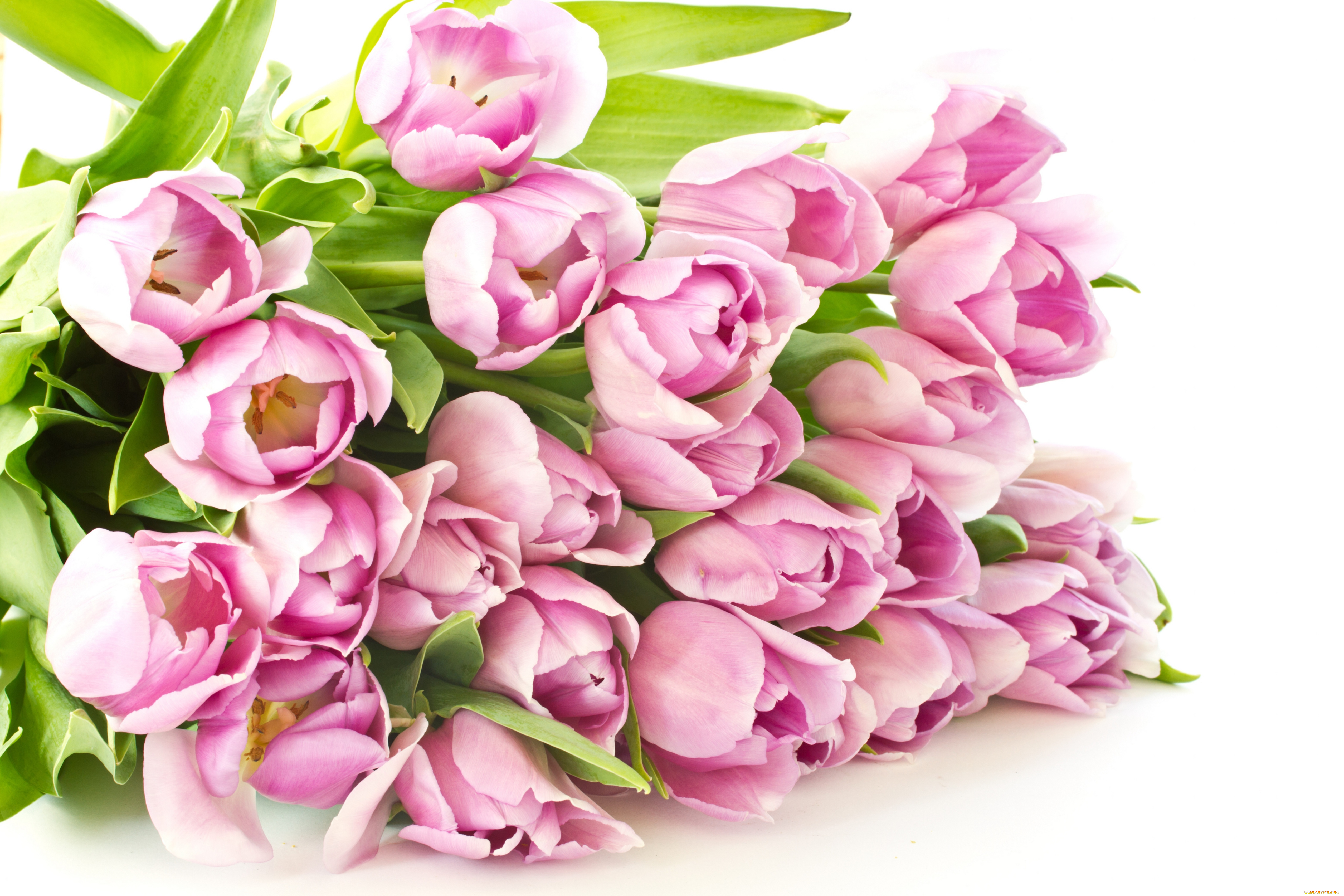 С днем рождения женщине красивые открытки весенние. Розовые тюльпаны. Нежные тюльпаны. Букет тюльпанов.
