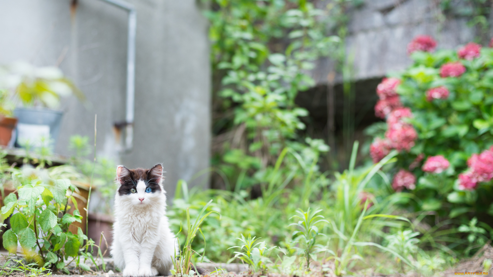 животные, коты, растения, киса, цветы, коте, взгляд, глаза, разные, кошка, кот, клумба