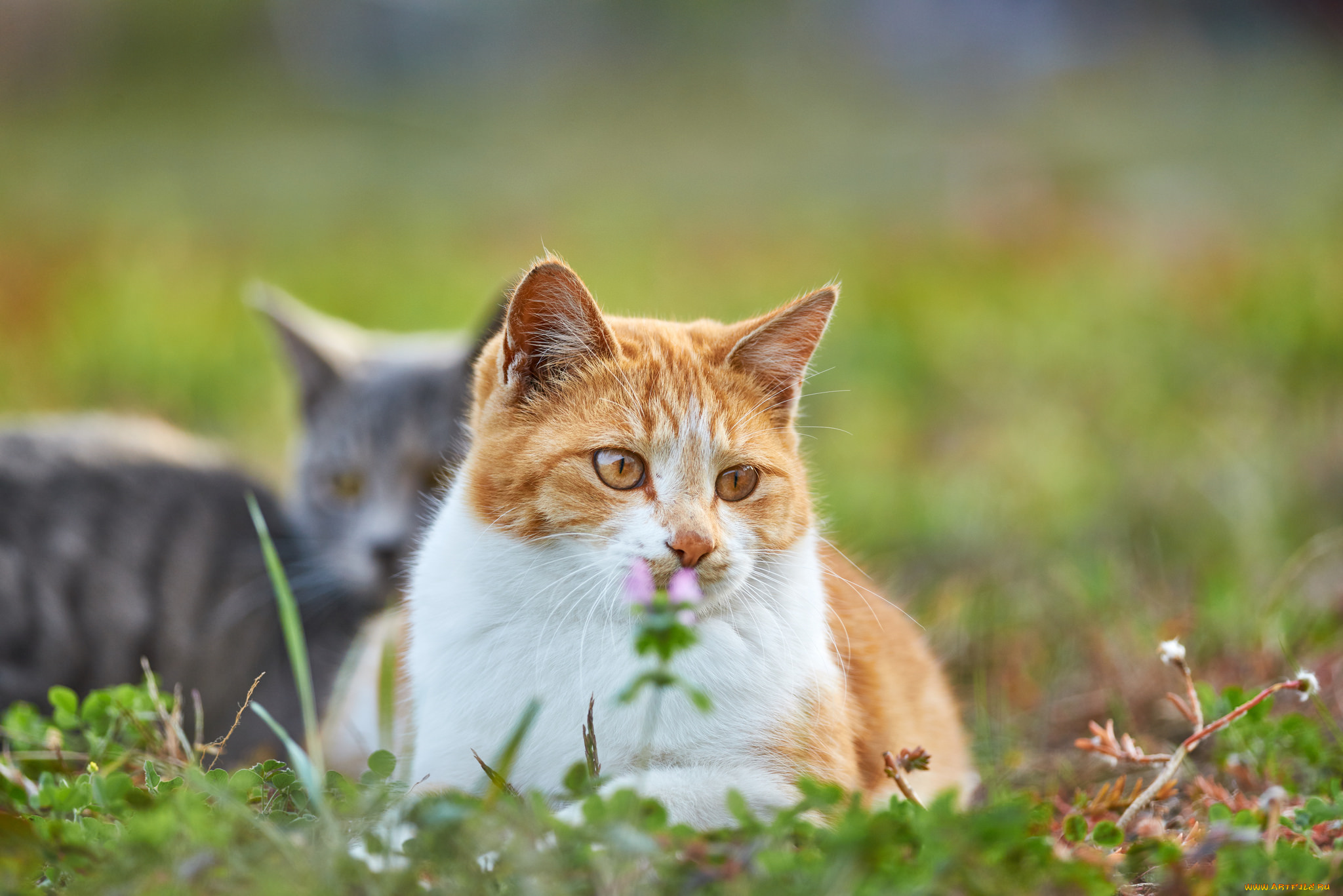 животные, коты, коте, кошка, кот, киса, взгляд, рыжий