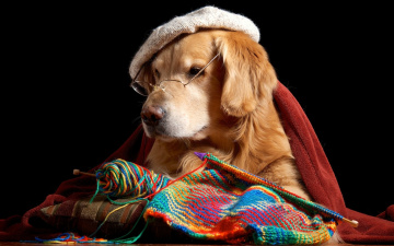 Картинка животные собаки очки берет вязание пес ретривер