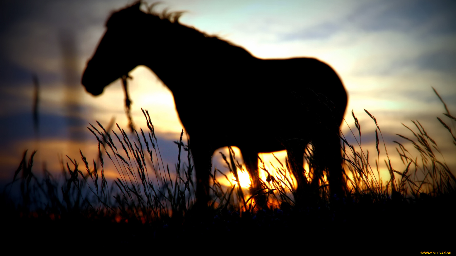 животные, лошади, лошадь, закат, вечер, силуэт, конь, поле, трава