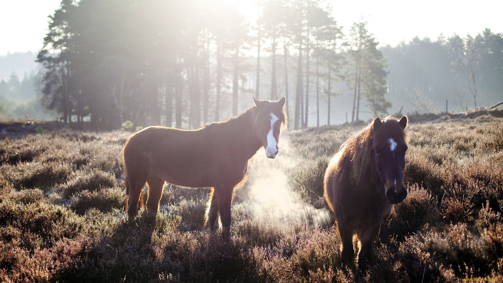 животные, лошади, луга, кони, трава, утро