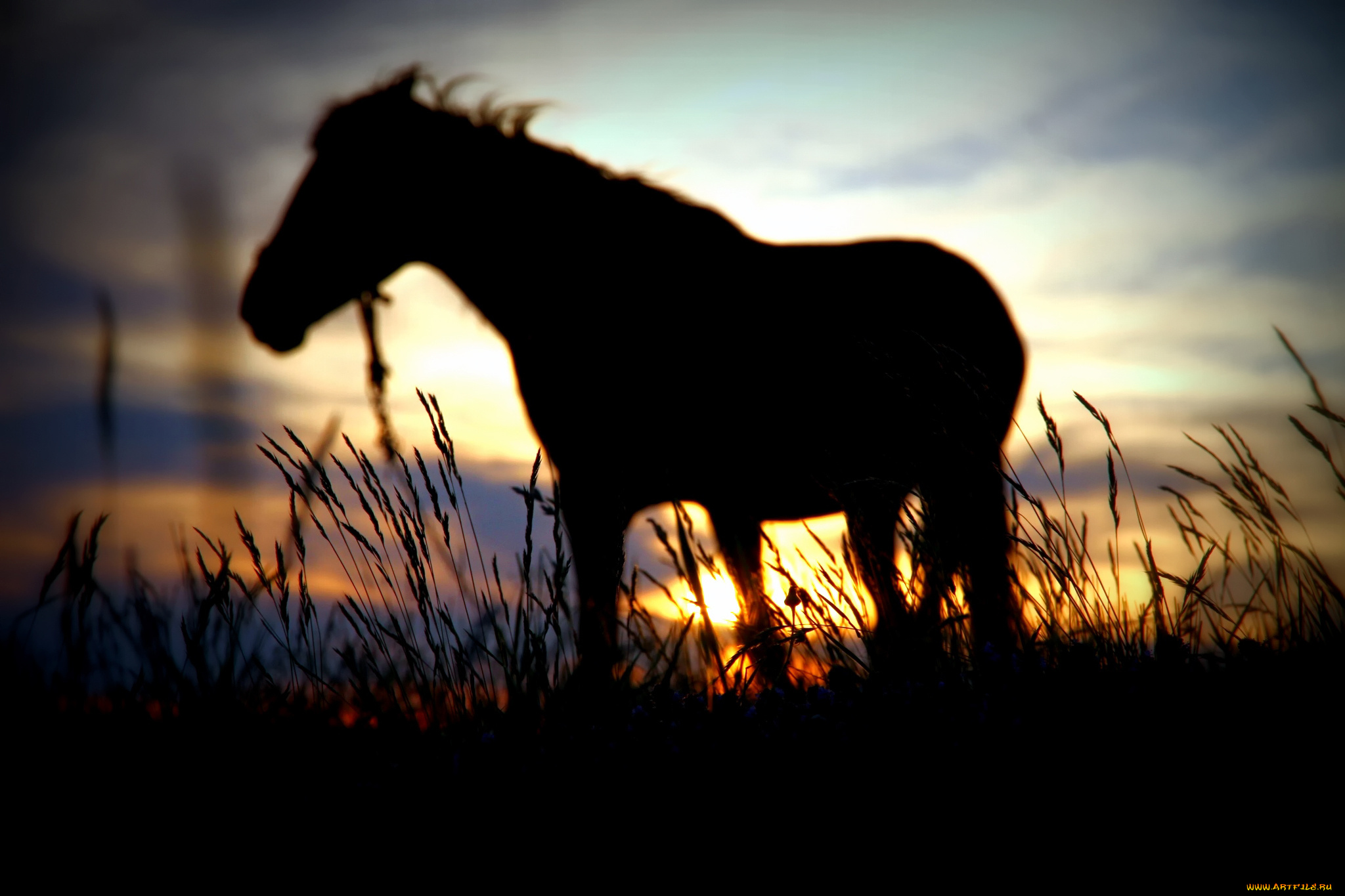 животные, лошади, лошадь, закат, вечер, силуэт, конь, поле, трава
