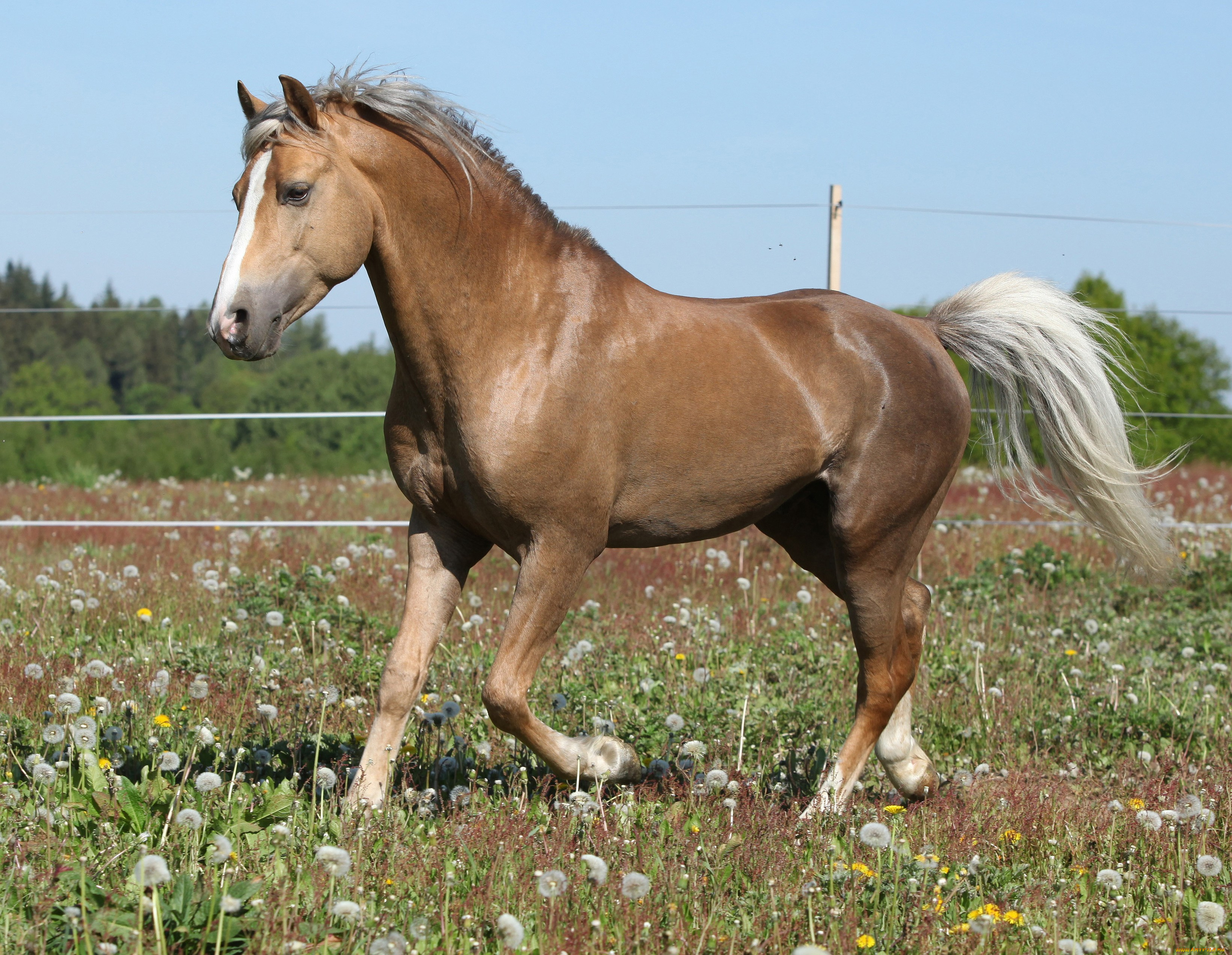животные, лошади, соловый, конь, лошадь, цветы, одуванчики, трава