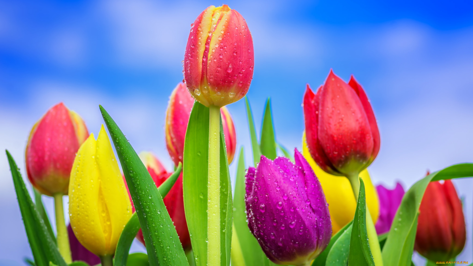 цветы, тюльпаны, весна, красочные, капли, бутоны, цветение, небо