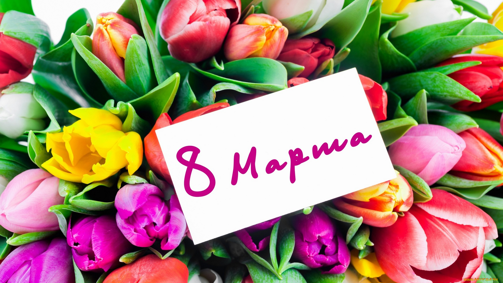 праздничные, международный, женский, день, -, 8, марта, тюльпаны, цветы