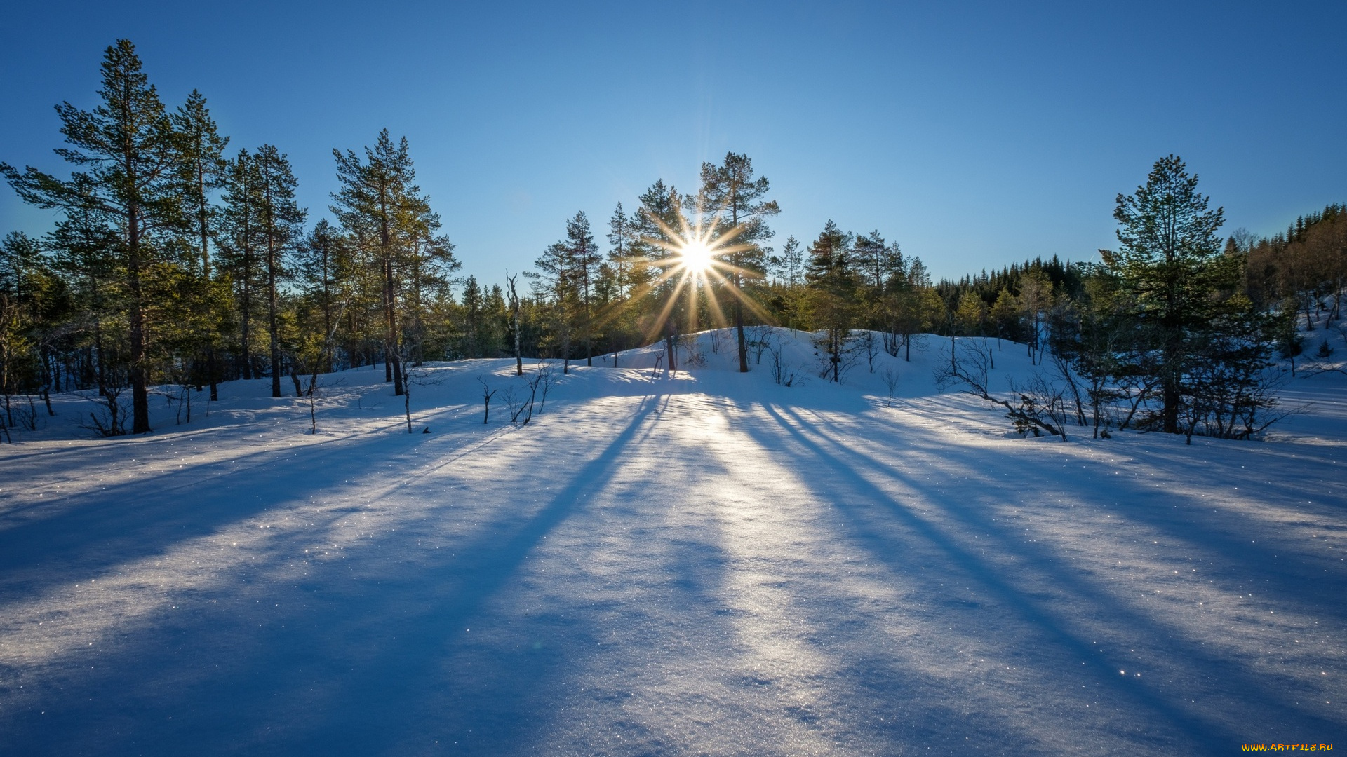 природа, зима, снег, солнце, деревья