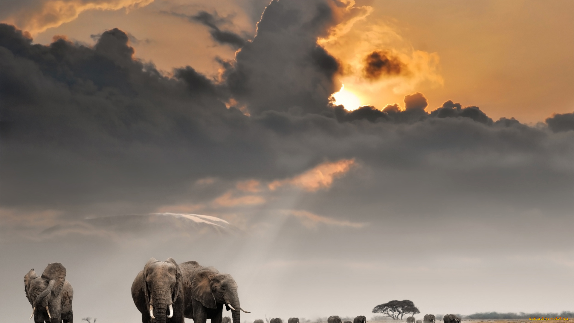 животные, слоны, стадо, небо, поле, африка, облака, саванна, солнце