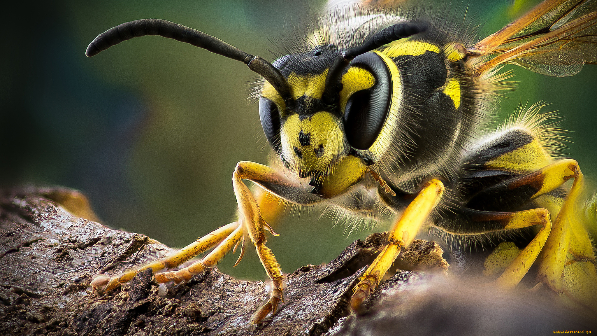 животные, пчелы, , осы, , шмели, оса, ноги, крылья, усики, насекомое, макро