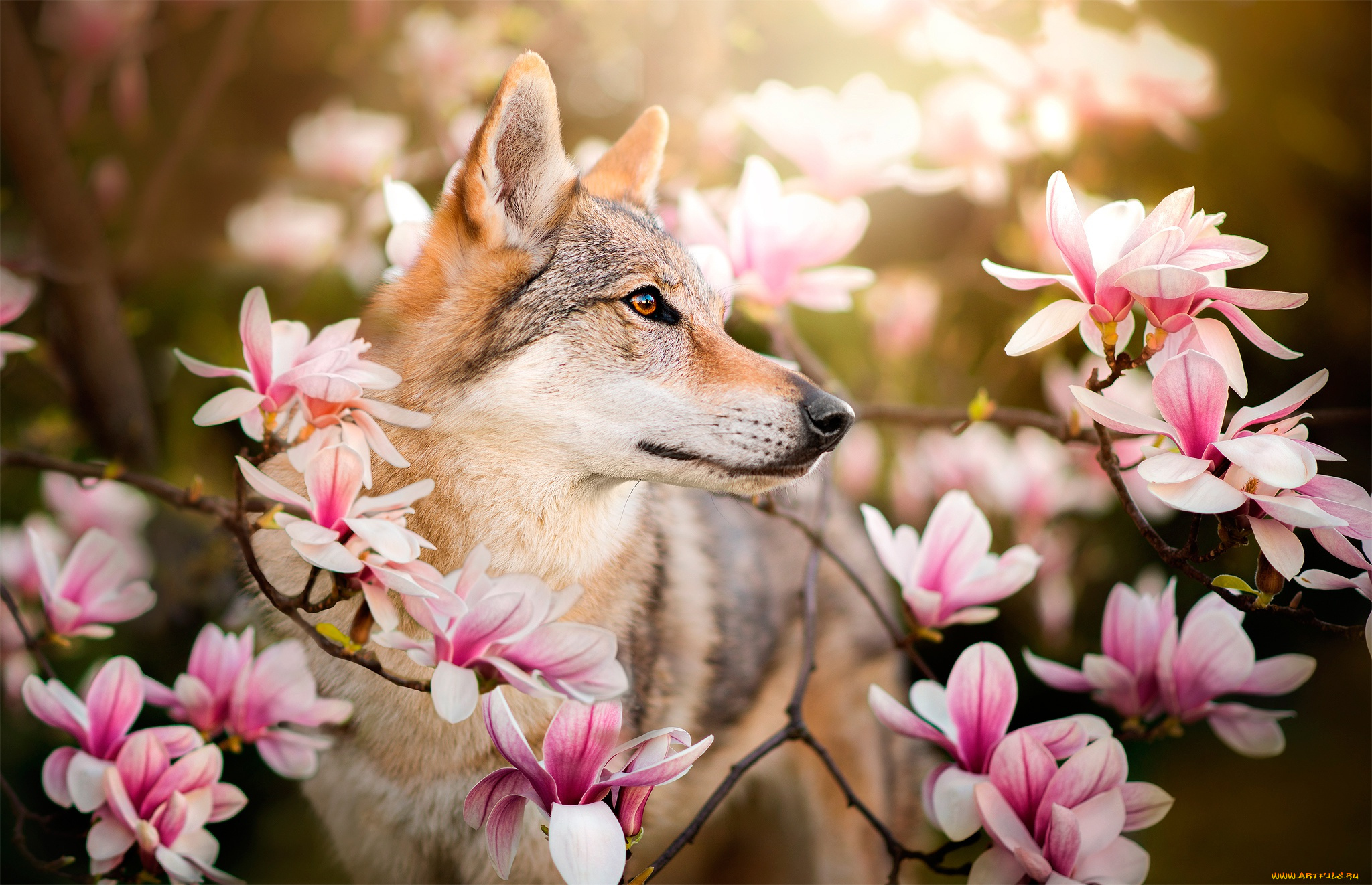 животные, собаки, ачебе, чехословацкий, влчак, волк, dackelpuppy, магнолия, весна, собака, ветки, цветы