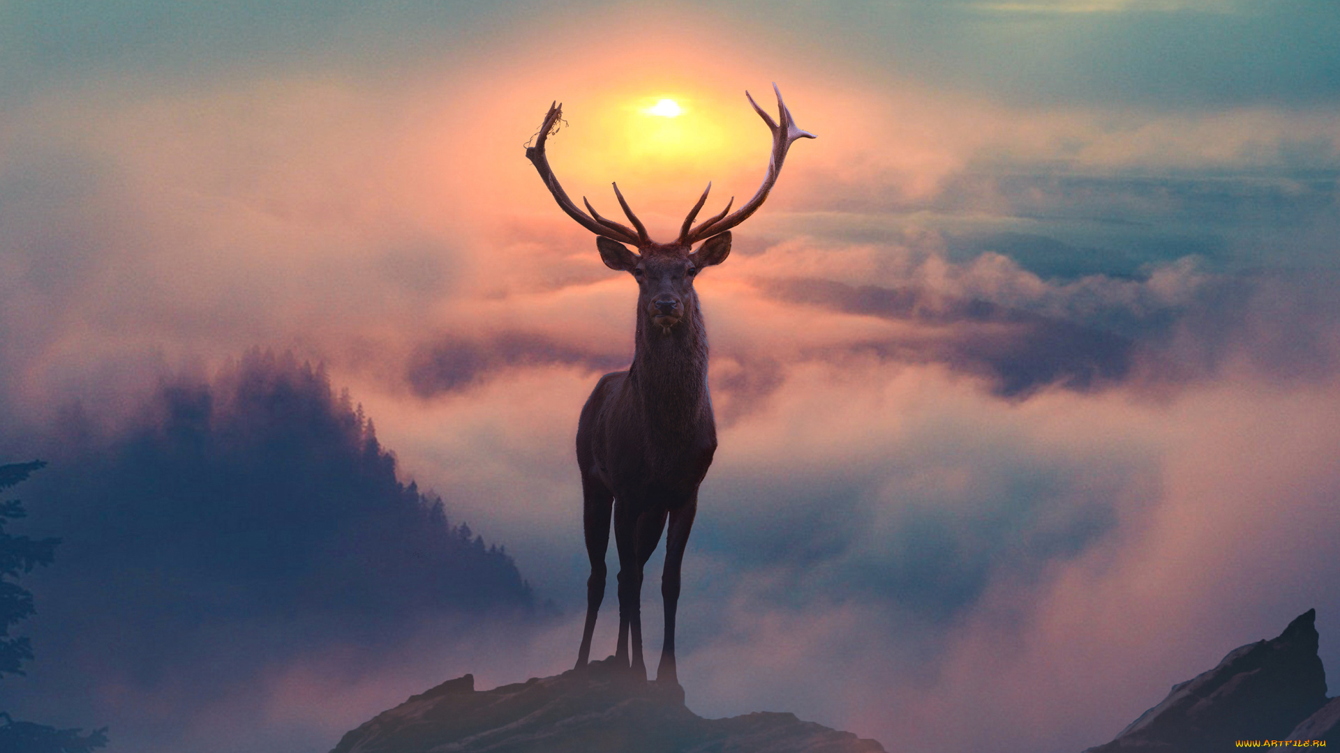 животные, олени, фотография, северный, олень, утро, туман