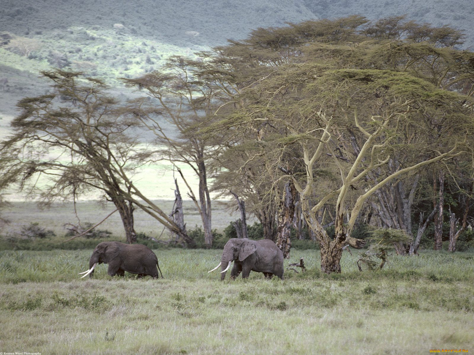 african, elephant, tanzania, africa, животные, слоны