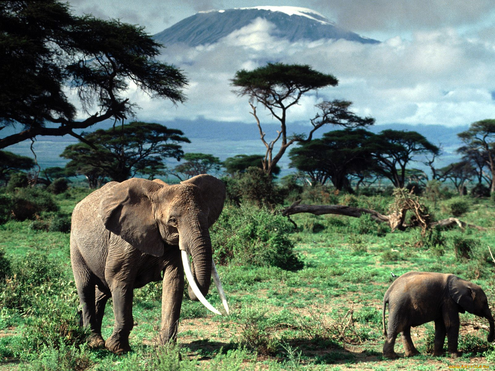 african, elephants, mount, kilimanjaro, africa, животные, слоны