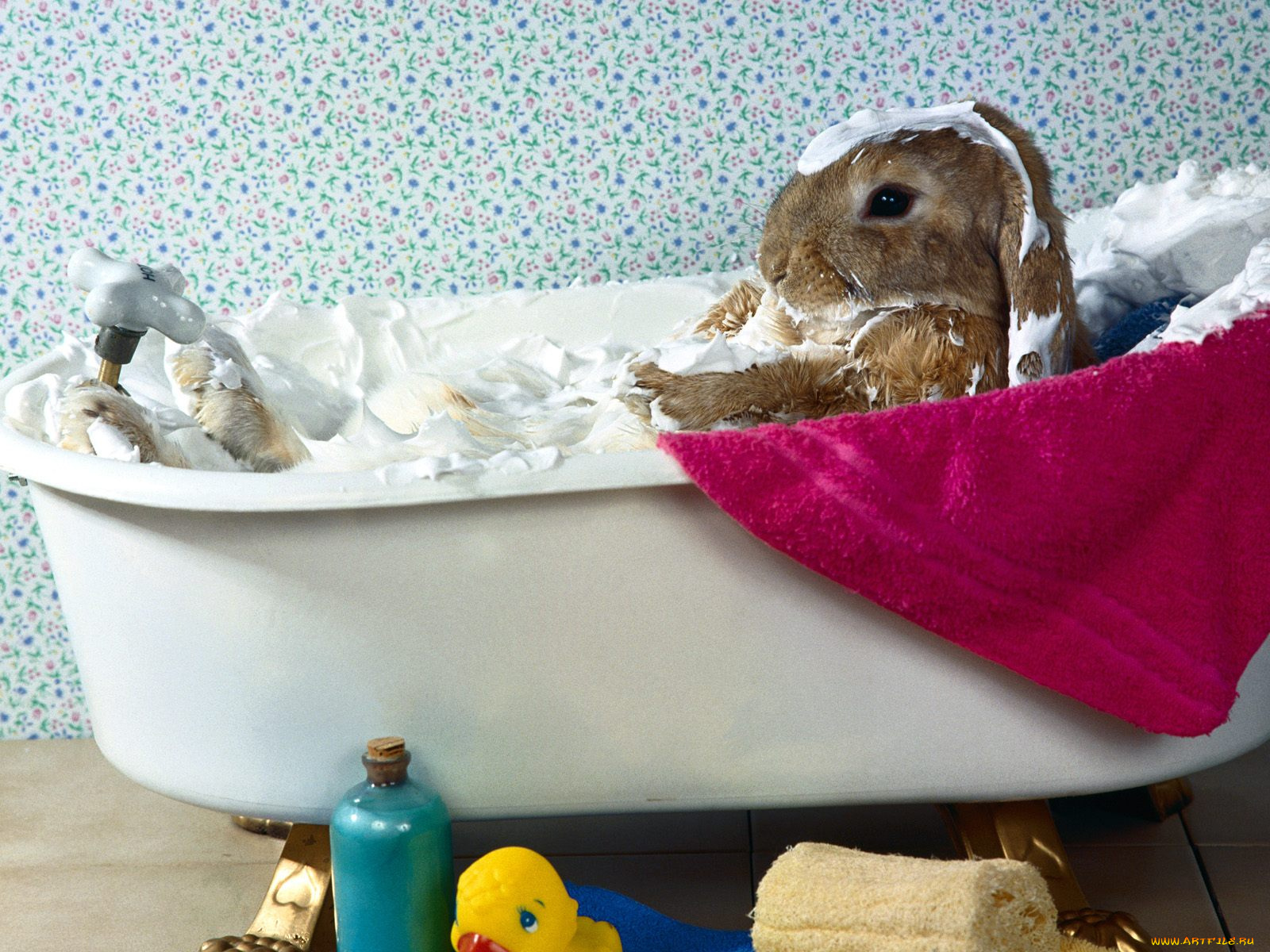 bunny, bubble, bath, животные, кролики, зайцы