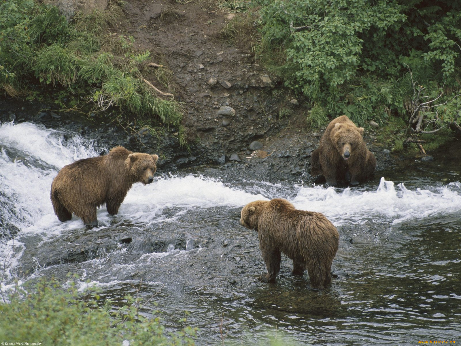 meeting, of, minds, brown, bears, alaska, животные, медведи