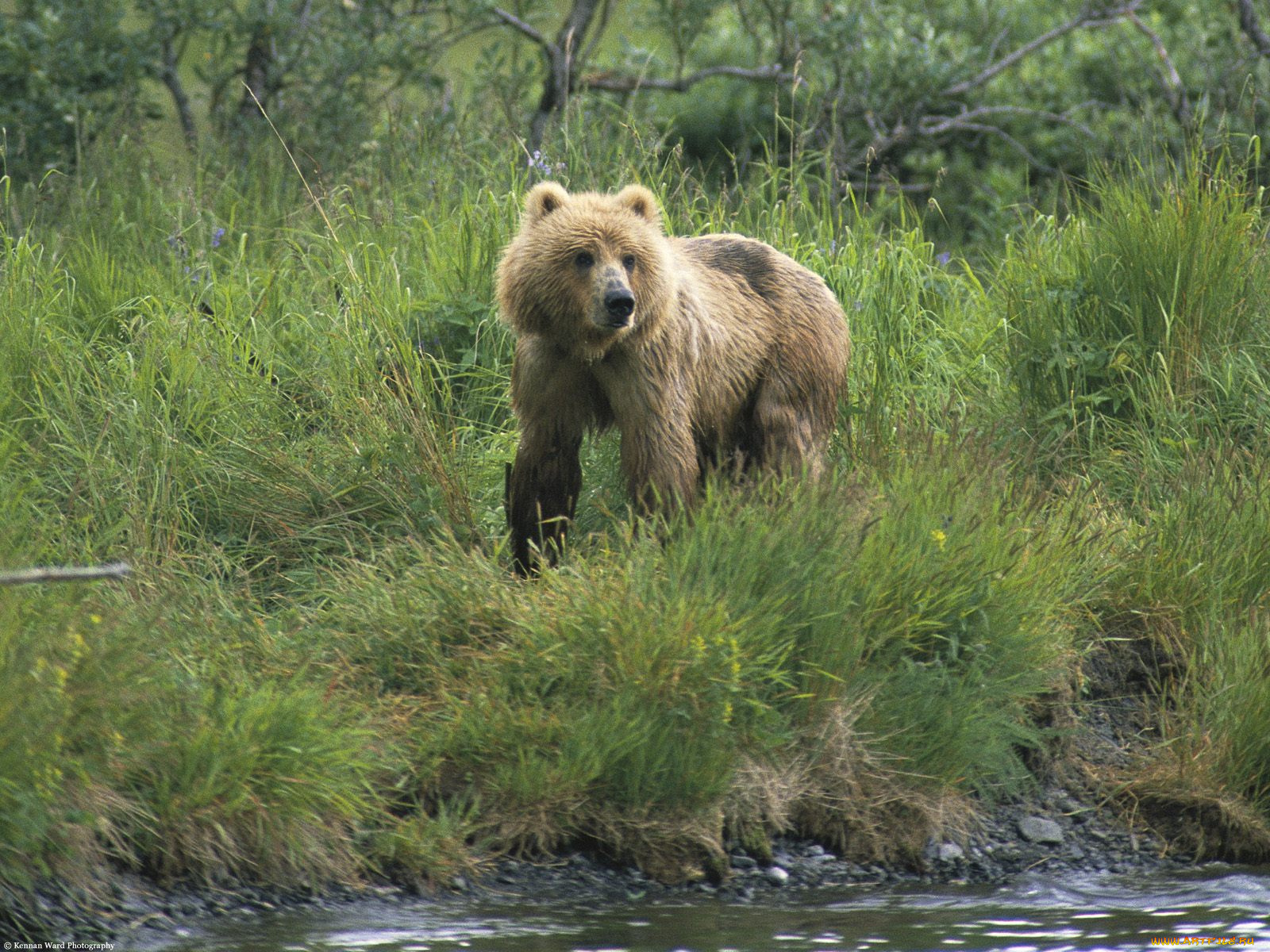on, the, watch, brown, bear, alaska, животные, медведи