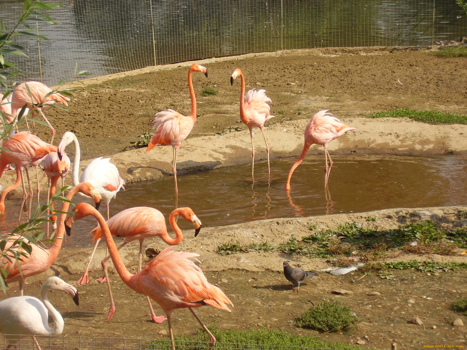 московский, зоопарк, розовый, фламинго, животные