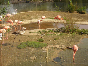 обоя московский, зоопарк, розовый, фламинго, животные