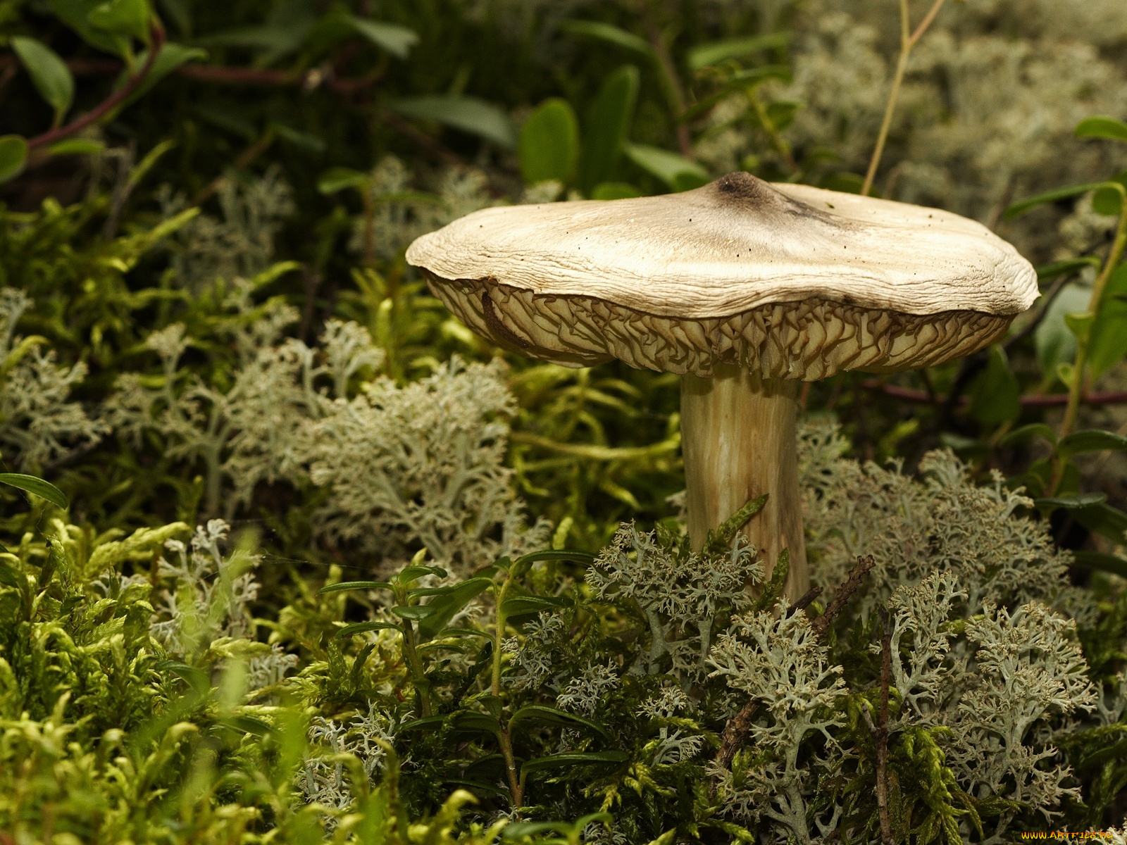 природа, грибы, мох, гриб
