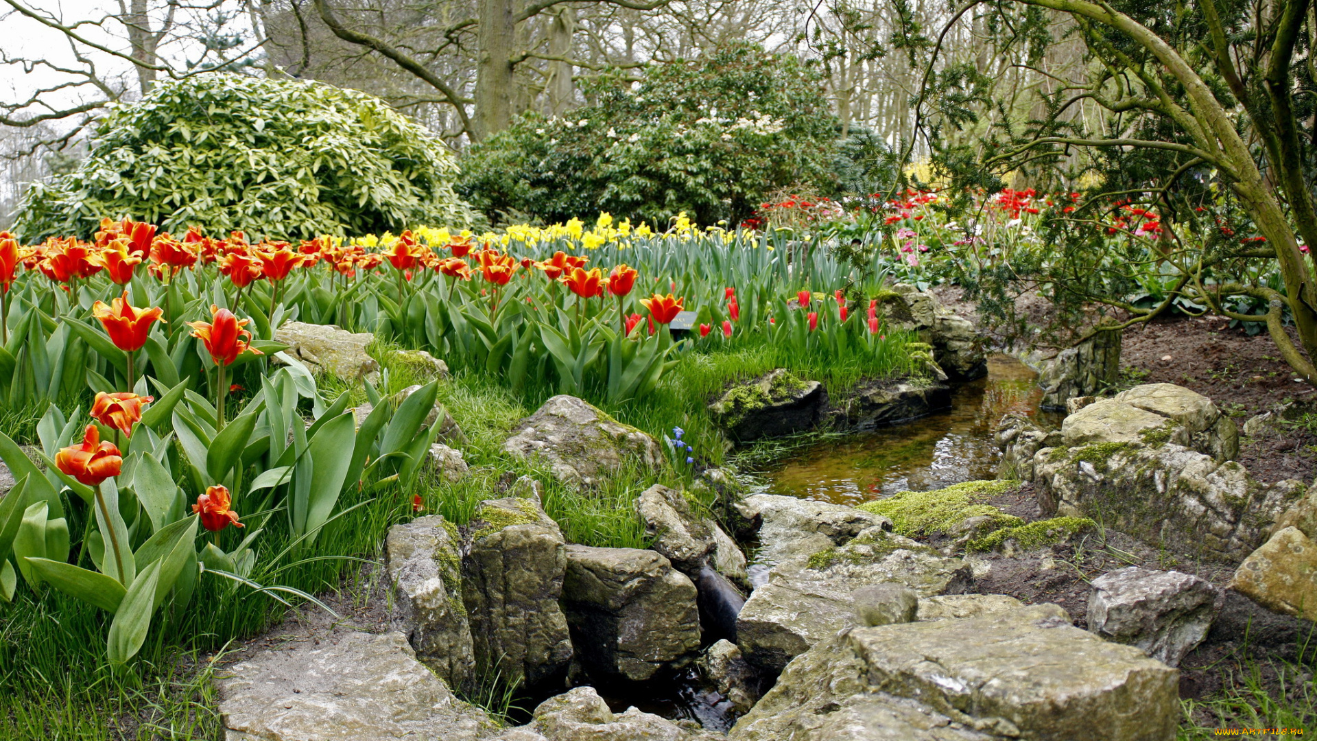 keukenhof, lisse, netherlands, природа, парк, тюльпаны