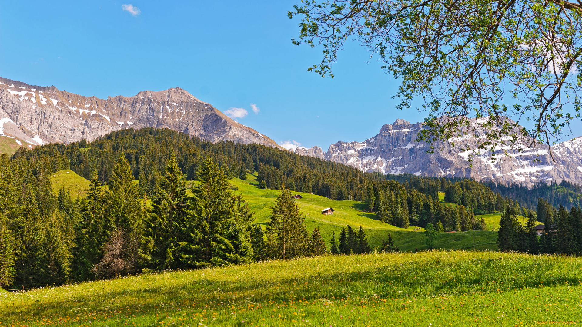 природа, пейзажи, switzerland, деревья, лес, луг, горы, швейцария