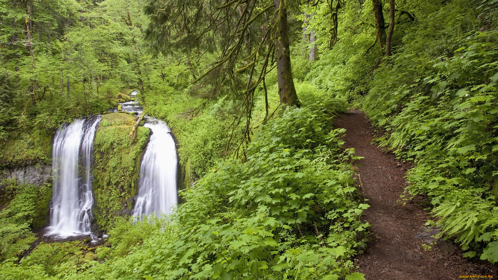 природа водопад лес трава деревья nature waterfall forest grass trees бесплатно