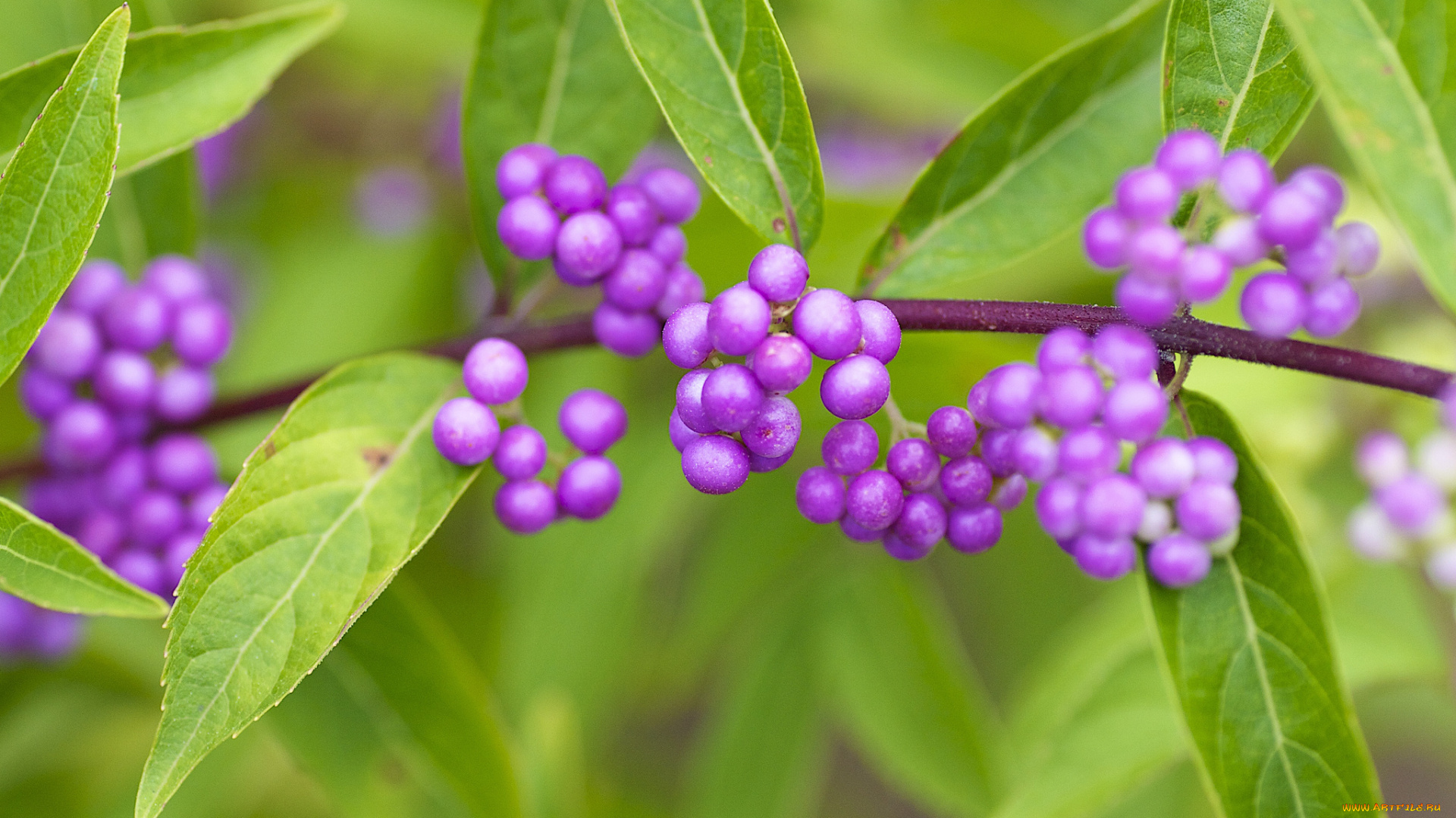 природа, Ягоды, callicarpa, americana, american, beautyberry, красивоплодник, американский, макро