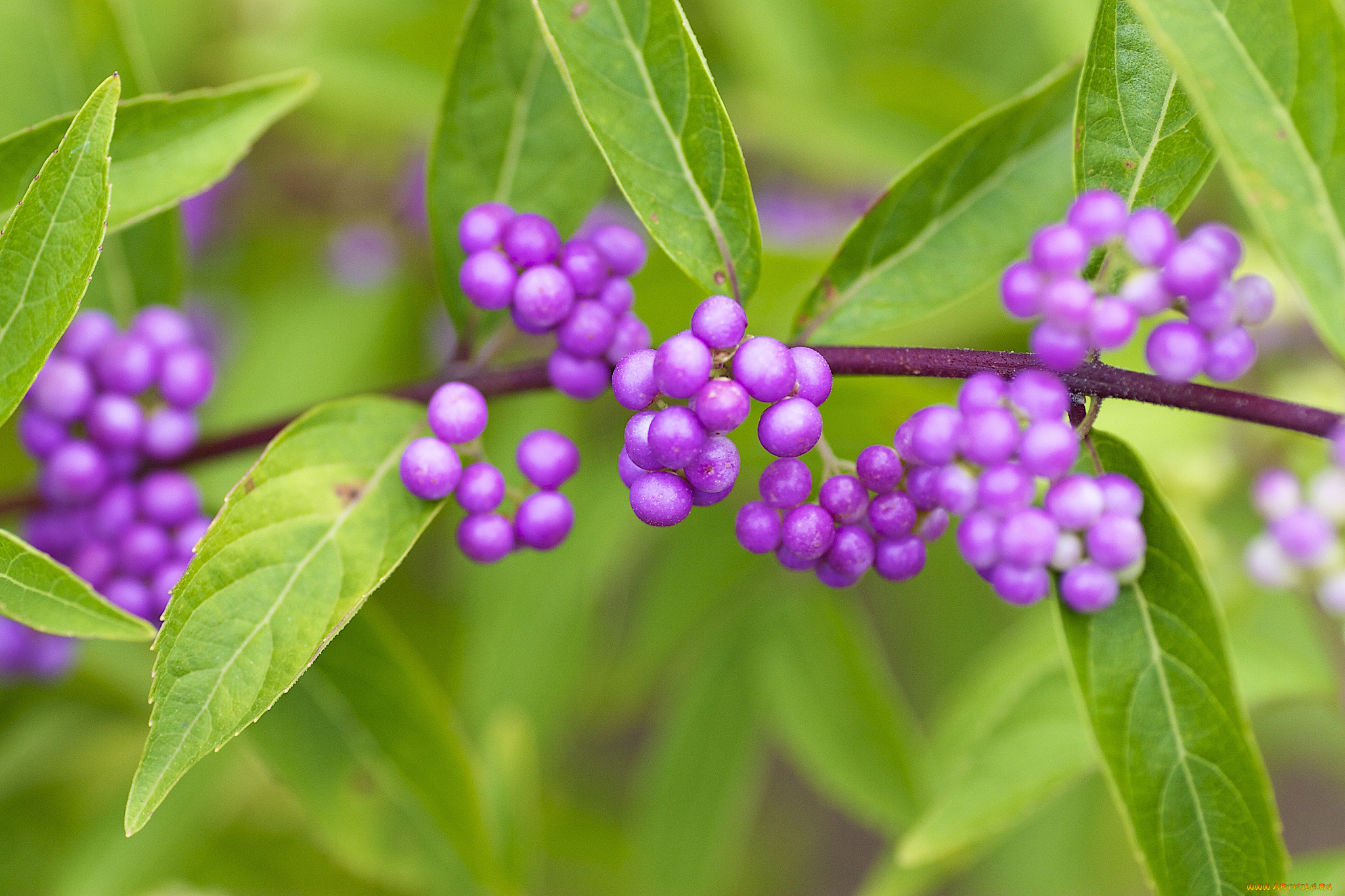 природа, Ягоды, callicarpa, americana, american, beautyberry, красивоплодник, американский, макро