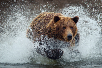 Картинка животные медведи вода топтыгин