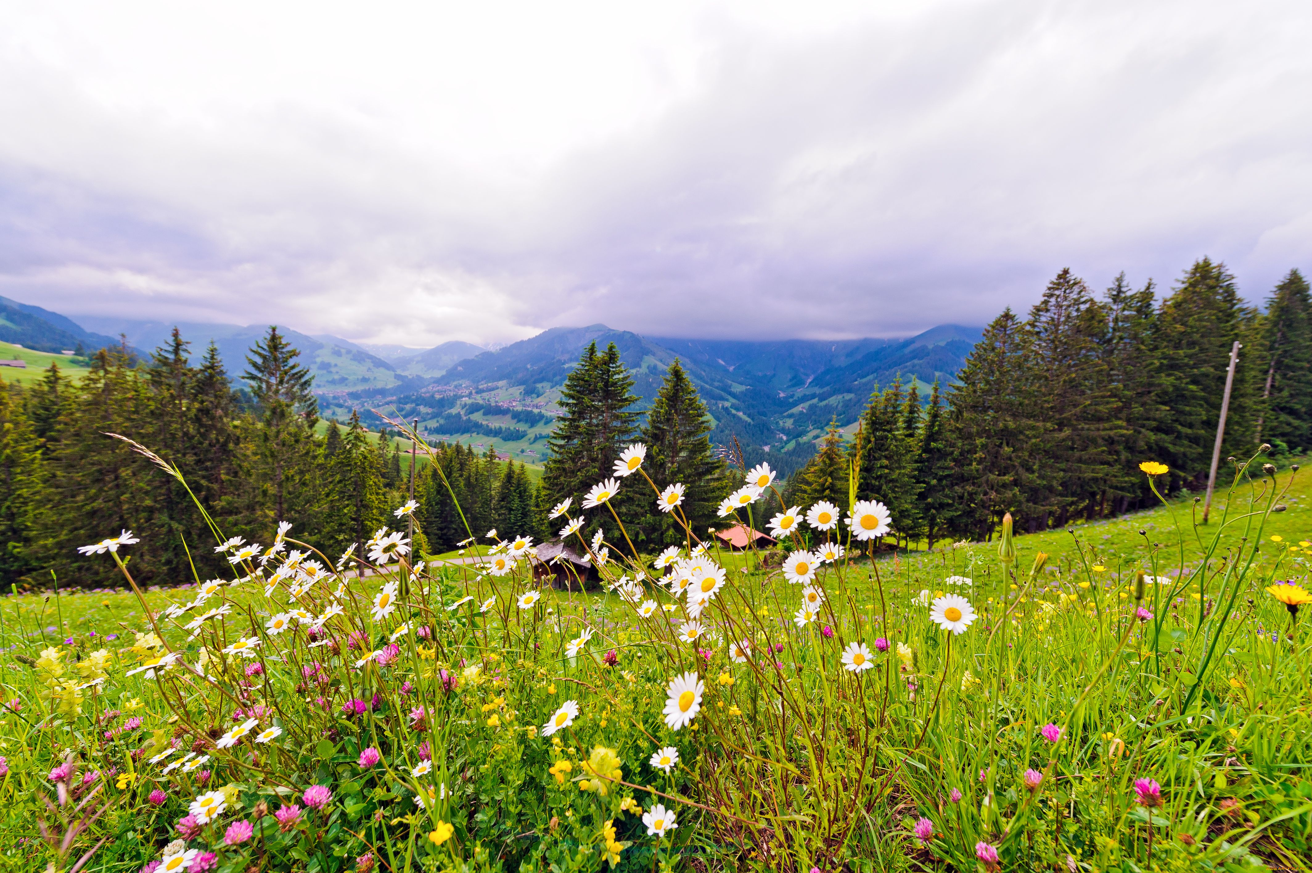 природа, луга, горы, луг, цветы, деревья, switzerland, швейцария