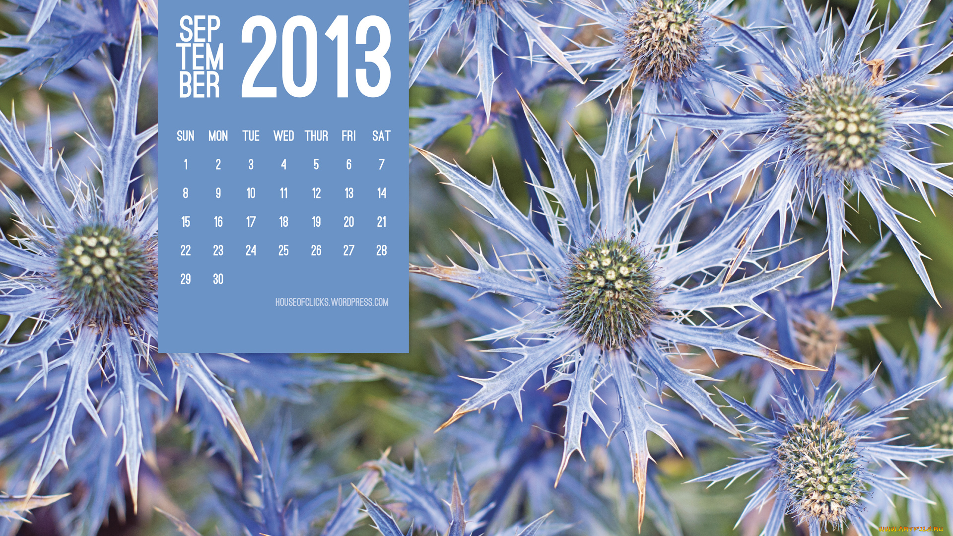 календари, цветы, колючки