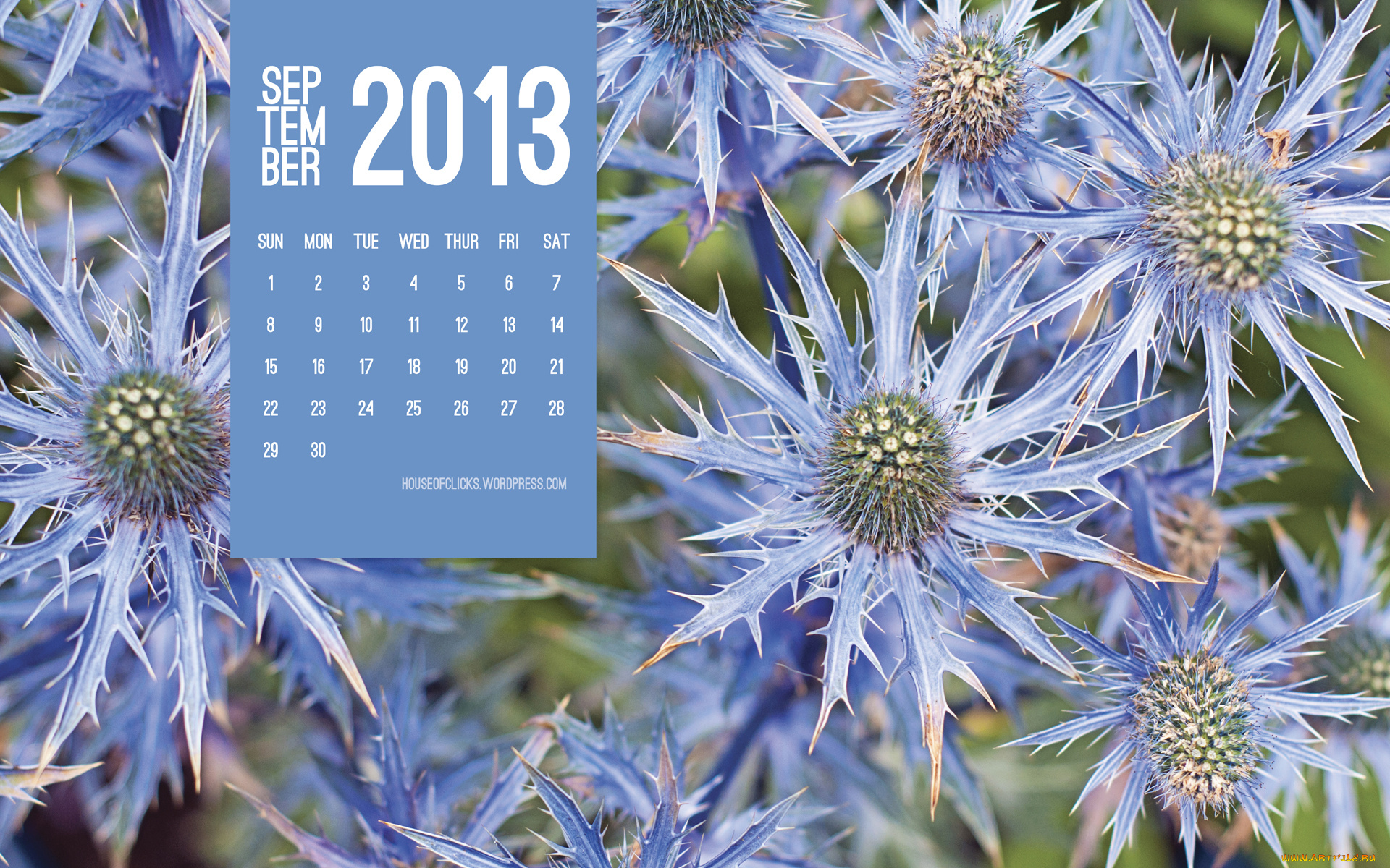 календари, цветы, колючки