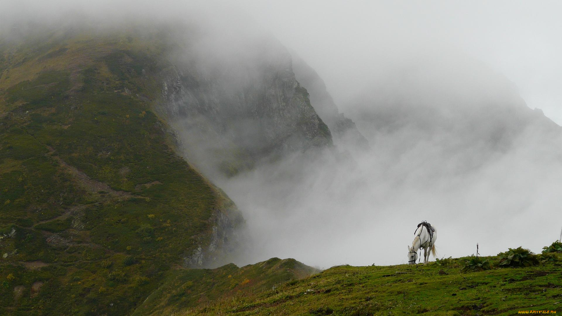 животные, лошади, обрыв, трава, скалы, пропасть, туман, белая, лошадь