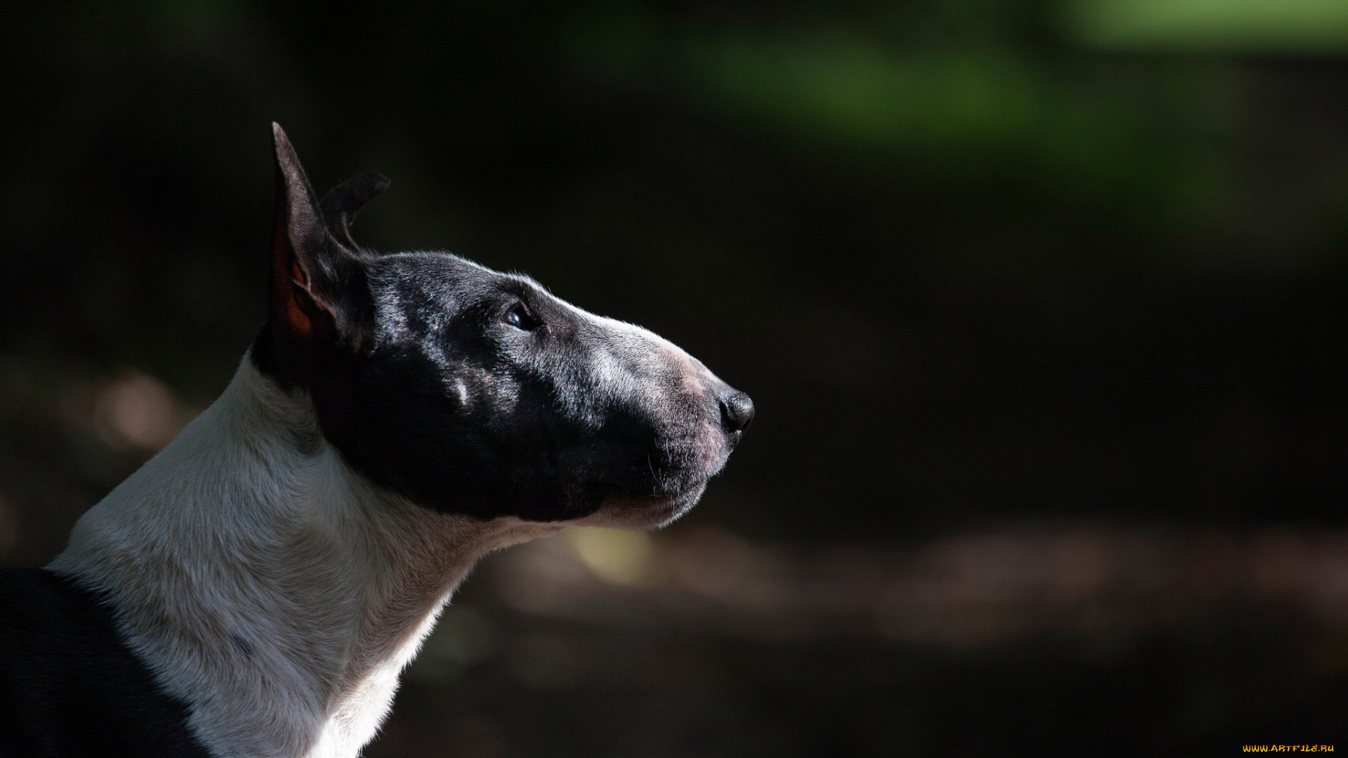 животные, собаки, профиль, bull, terrier