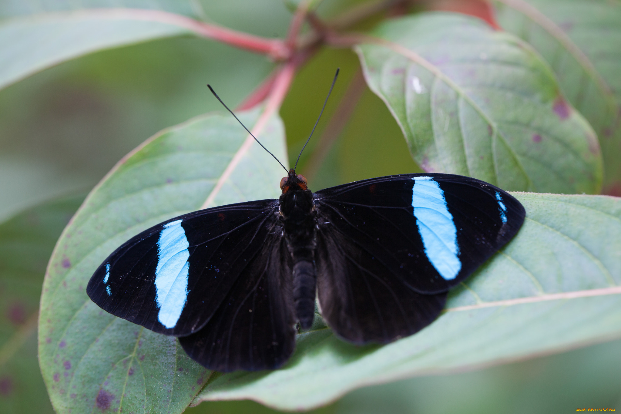 Сохранение темных бабочек в результате. Бабочка черная. Бабочка черного цвета. Черный мотылек. Черные Крылья бабочки.