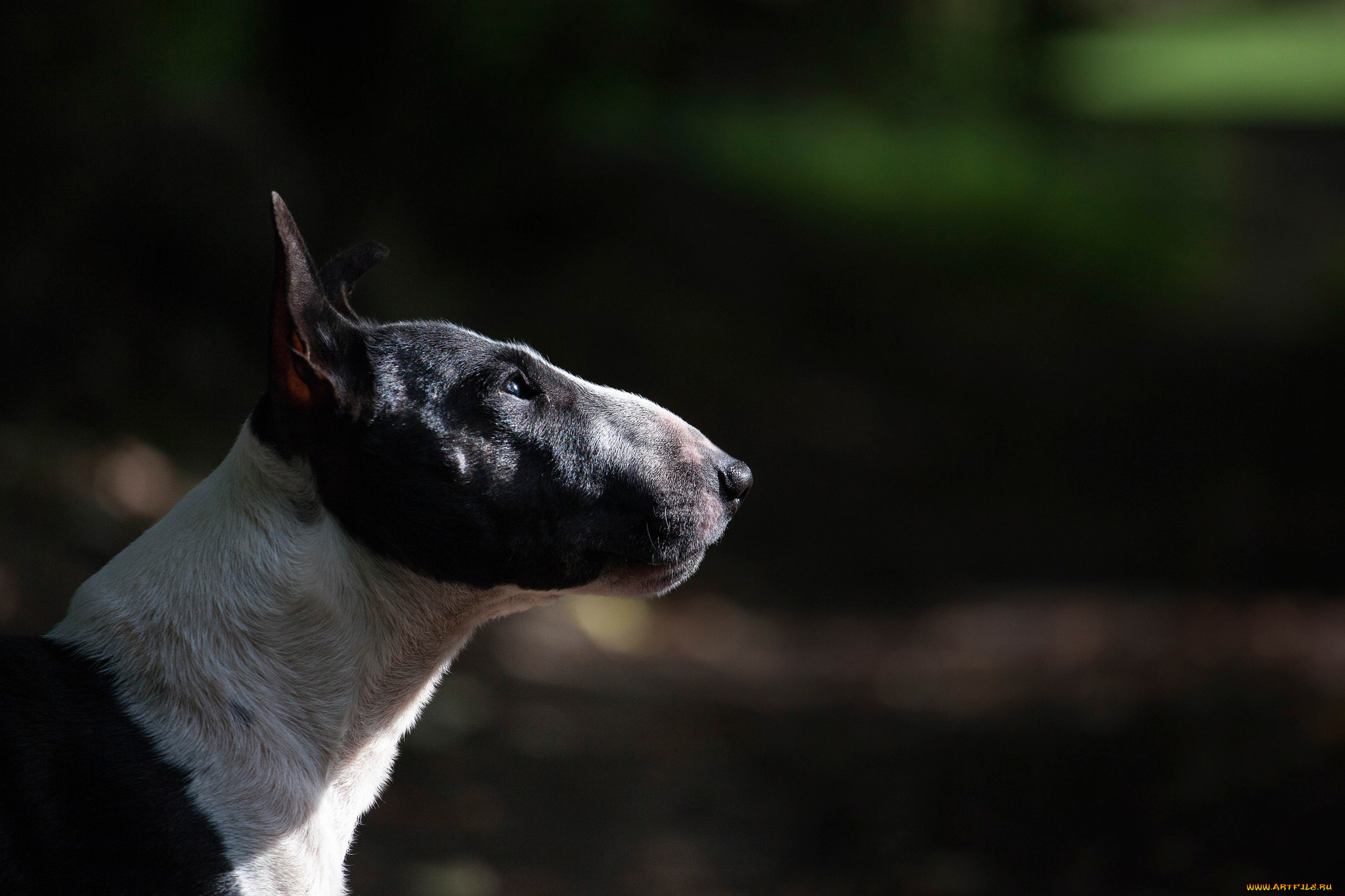 животные, собаки, профиль, bull, terrier